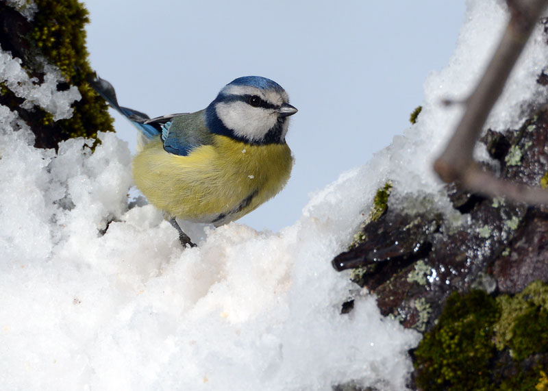 Cinciarella (Cyanistes caeruleus) sulla neve
